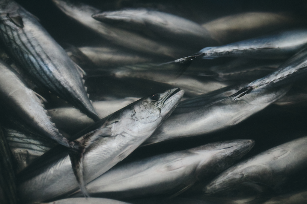 56e48481e5ed69d285b6291a79fe80bff319ec1f-small